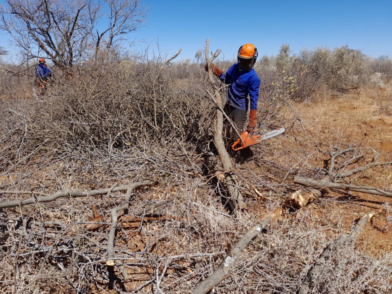 Restoring Ecosystems Through Sustainable Forest And Land Management In ...